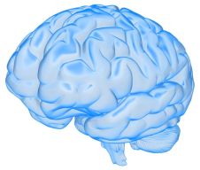brain_semi_transparent_800_wht_13816